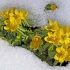 Jar skôr: 5 primroses, ktoré sa nebojí snehu a mrazu